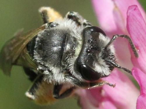 Andrena ovata